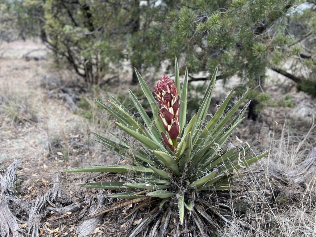 Yucca baccata Das Bild zeigt eine Yucca baccata Pflanze, die in einer trockenen, bewaldeten Umgebung wächst. Die Pflanze hat lange, schmale, grüne Blätter mit charakteristischen Fasern an den Rändern, die sich zu kleinen Locken kräuseln. Im Zentrum der Pflanze befindet sich ein Blütenstand, der aus mehreren rötlichen Knospen besteht, die kurz davor stehen, sich zu öffnen. Einige der unteren Knospen beginnen bereits, ihre cremeweißen Blüten zu zeigen. Der Hintergrund zeigt eine trockene Landschaft mit vereinzelten Bäumen und Sträuchern. Der Boden ist mit trockenem Gras, Laub und Holzstücken bedeckt