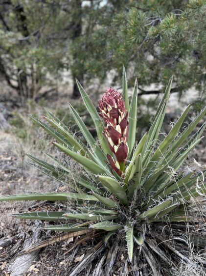 Das Bild zeigt eine Yucca baccata Pflanze, die in einer trockenen, bewaldeten Umgebung wächst. Die Pflanze hat lange, schmale, grüne Blätter mit charakteristischen Fasern an den Rändern, die sich zu kleinen Locken kräuseln. Im Zentrum der Pflanze befindet sich ein Blütenstand, der aus mehreren rötlichen Knospen besteht, die kurz davor stehen, sich zu öffnen. Einige der unteren Knospen beginnen bereits, ihre cremeweißen Blüten zu zeigen. Der Hintergrund zeigt eine trockene Landschaft mit vereinzelten Bäumen und Sträuchern. Der Boden ist mit trockenem Gras, Laub und Holzstücken bedeckt