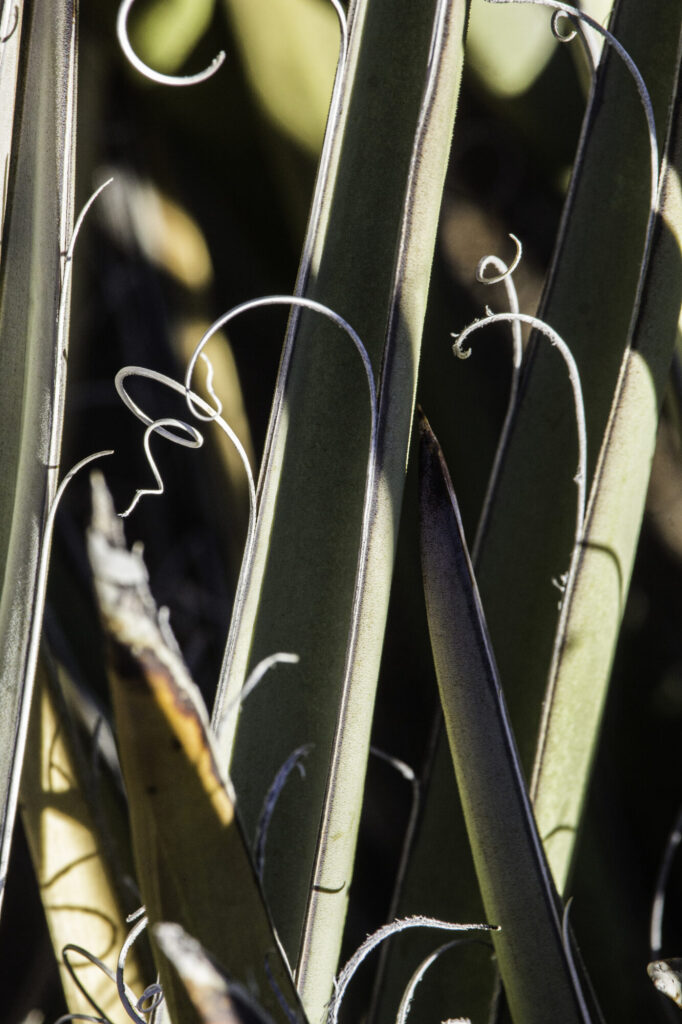 Yucca baccata Das Bild zeigt eine Nahaufnahme der Blätter einer Yucca baccata Pflanze. Die schwertförmigen Blätter sind grün und weisen entlang ihrer Ränder charakteristische, weiße, fadenartige Fasern auf, die sich dekorativ kräuseln. Diese Fasern sind ein typisches Merkmal vieler Yucca-Arten. Die Blätter haben eine glatte Oberfläche und eine spitze Spitze.