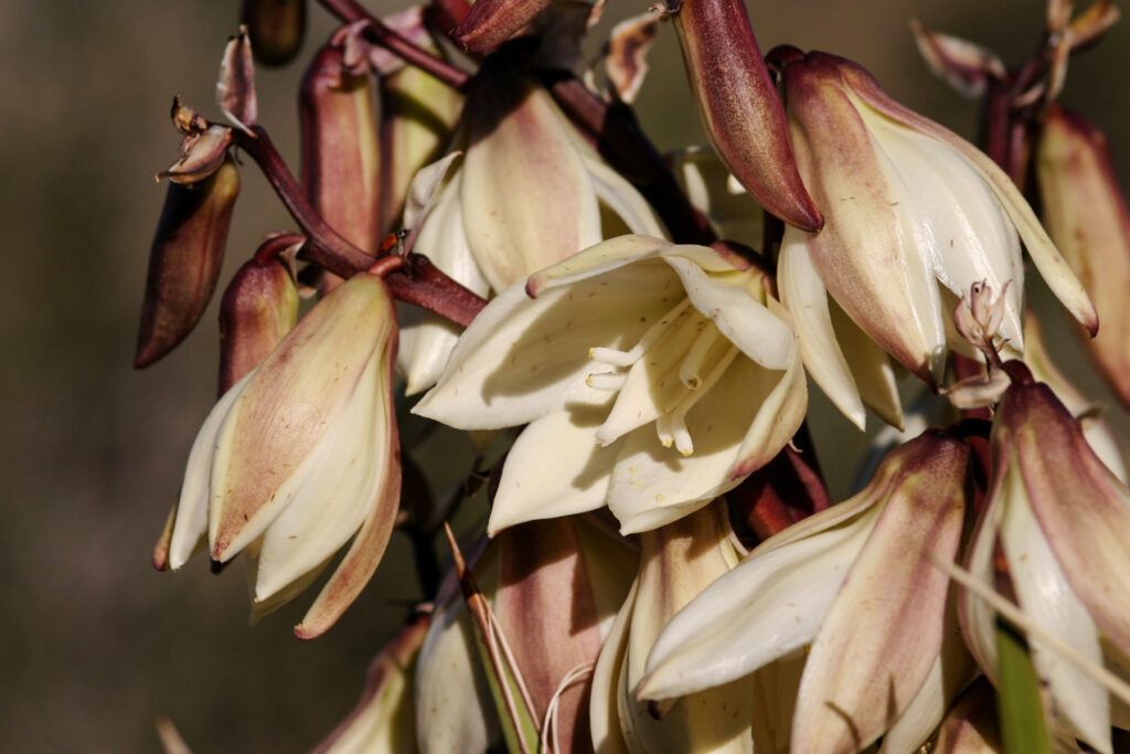 Yucca baccata Das Bild zeigt eine Nahaufnahme der Blüten der Yucca baccata Pflanze. Die Blüten sind glockenförmig und von cremeweißer Farbe, mit leicht rötlich-braunen Akzenten an den Knospen. Einige der Blüten sind geöffnet und zeigen ihre inneren Staubgefäße und Stempel, während andere noch geschlossen sind. Die Blüten sind in dichten Trauben angeordnet und wachsen an einem robusten, dunkelroten Blütenstiel.