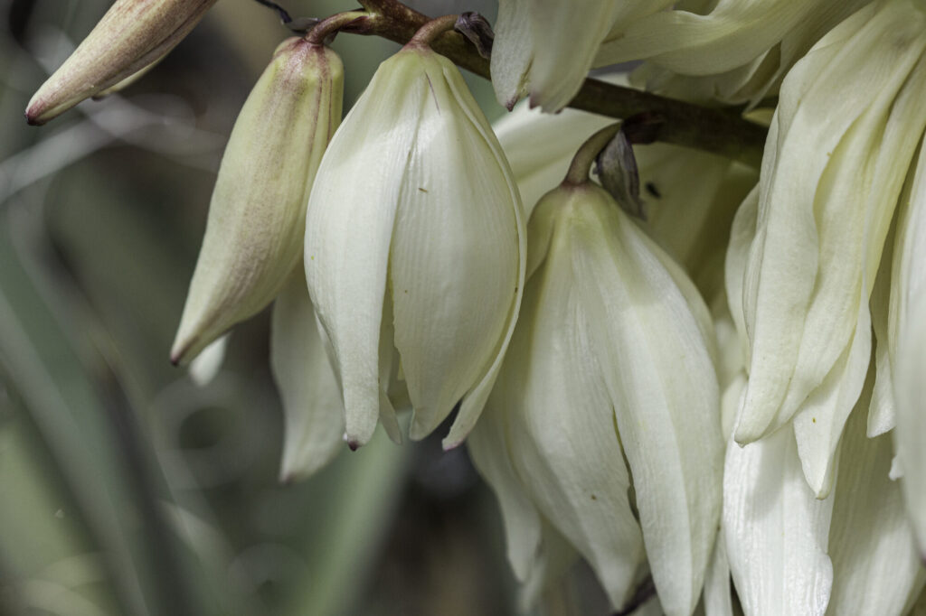 Yucca baccata Das Bild zeigt eine Nahaufnahme der Blüten einer Yucca baccata Pflanze. Die Blüten sind glockenförmig und cremeweiß mit leicht rosa oder bräunlichen Spitzen. Sie hängen in Trauben an einem dicken Stiel und haben eine wachsartige Textur. Im Hintergrund sind unscharfe grüne Blätter der Pflanze zu sehen, die die Blüten umgeben.