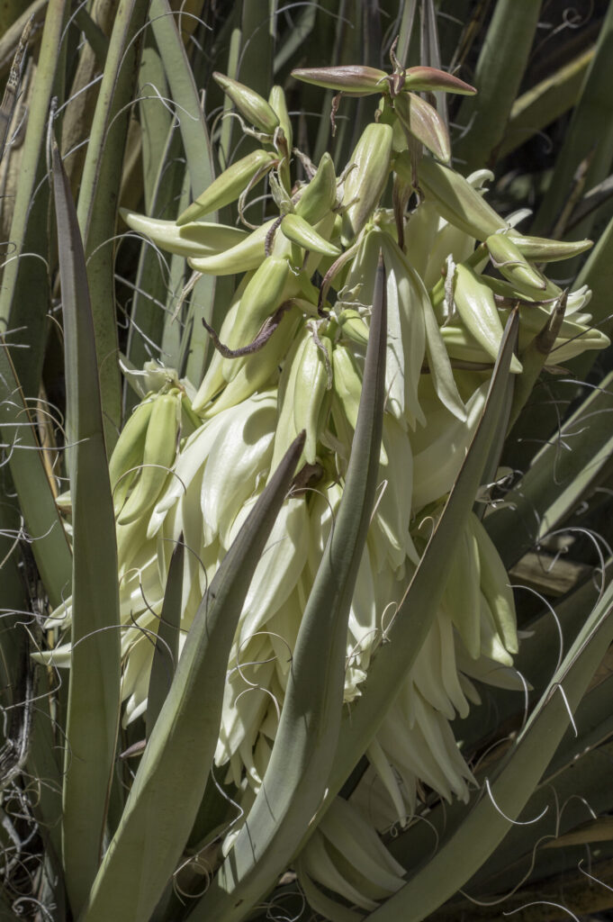 Yucca baccata Das Bild zeigt einen Blütenstand der Yucca baccata Pflanze. Die cremeweißen Blüten hängen in dichten Trauben an einem kräftigen Stiel. Einige Blüten sind noch knospig und geschlossen, während andere sich geöffnet haben und ihre inneren Staubgefäße zeigen. Die Blätter der Pflanze sind länglich, schwertförmig und grün, mit feinen, weißen Fasern entlang der Ränder. Diese Fasern kräuseln sich dekorativ und sind charakteristisch für viele Yucca-Arten. Die Blätter stehen in einer Rosettenformation und umgeben den Blütenstand dicht.