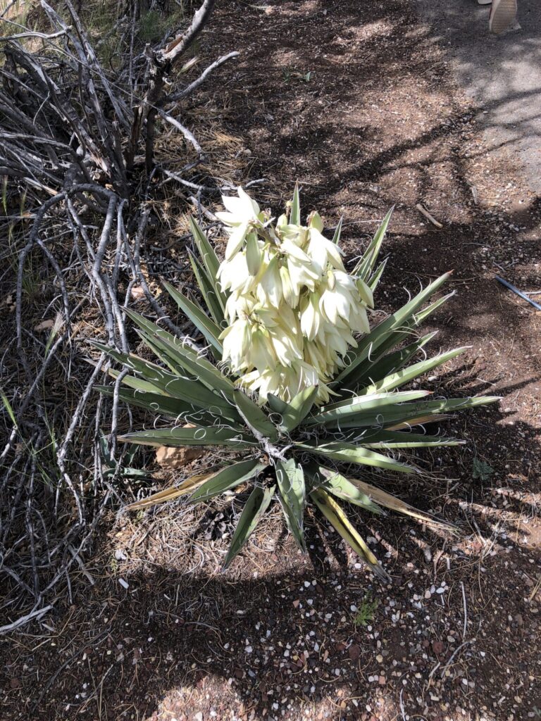 Yucca baccata Das Bild zeigt eine Yucca baccata Pflanze mit einem Blütenstand. Die Pflanze hat schwertförmige, grüne Blätter, die in einer Rosette angeordnet sind und mit feinen, weißen Fasern entlang der Blattränder versehen sind. Diese Fasern sind typisch für viele Yucca-Arten und kräuseln sich dekorativ. Der Blütenstand besteht aus zahlreichen cremeweißen Blüten, die in einer dichten Traube angeordnet sind. Einige der Blüten sind noch knospig, während andere vollständig geöffnet sind. Die Pflanze befindet sich in einer trockenen Umgebung