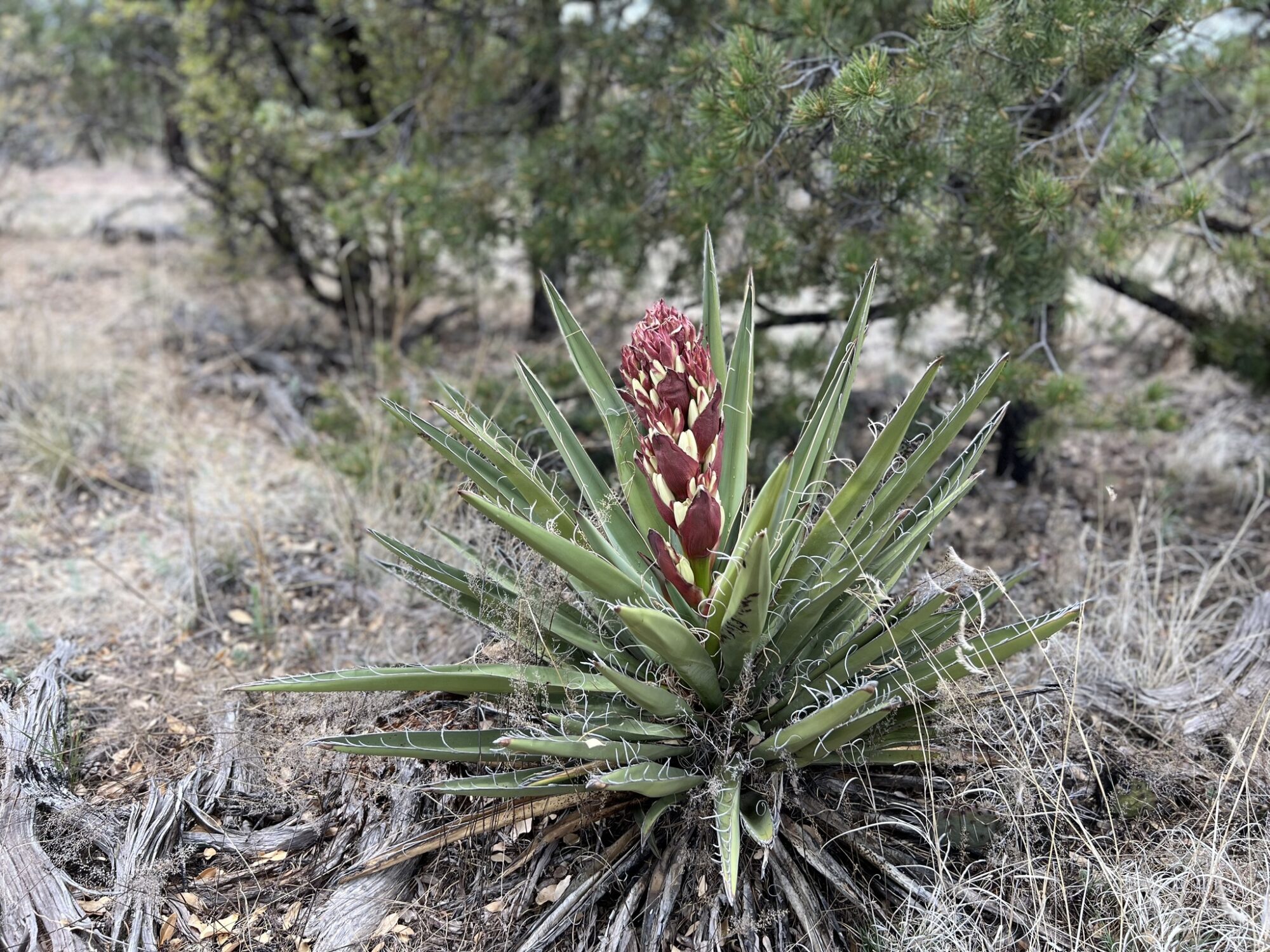 Das Bild zeigt eine Yucca baccata Pflanze, die in einer trockenen, bewaldeten Umgebung wächst. Die Pflanze hat lange, schmale, grüne Blätter mit charakteristischen Fasern an den Rändern, die sich zu kleinen Locken kräuseln. Im Zentrum der Pflanze befindet sich ein Blütenstand, der aus mehreren rötlichen Knospen besteht, die kurz davor stehen, sich zu öffnen. Einige der unteren Knospen beginnen bereits, ihre cremeweißen Blüten zu zeigen. Der Hintergrund zeigt eine trockene Landschaft mit vereinzelten Bäumen und Sträuchern. Der Boden ist mit trockenem Gras, Laub und Holzstücken bedeckt