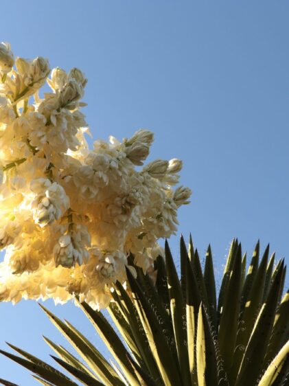 Das Bild zeigt eine Yucca-Pflanze, genauer gesagt eine Yucca carnerosana, die in voller Blüte steht. Im Vordergrund sind die charakteristischen langen, spitzen Blätter der Yucca zu sehen, die am Rand weiße Fasern aufweisen. Über den Blättern erhebt sich ein großer Blütenstand mit zahlreichen weißen Blüten, die dicht beieinander sitzen. Der Himmel im Hintergrund ist klar und blau, was die Blüten besonders gut zur Geltung bringt. Das Sonnenlicht scheint durch die Blüten und verleiht ihnen eine sanfte Leuchtkraft.
