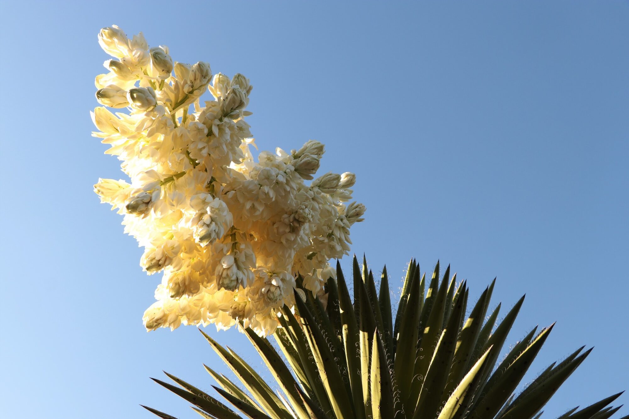 Das Bild zeigt eine Yucca-Pflanze, genauer gesagt eine Yucca carnerosana, die in voller Blüte steht. Im Vordergrund sind die charakteristischen langen, spitzen Blätter der Yucca zu sehen, die am Rand weiße Fasern aufweisen. Über den Blättern erhebt sich ein großer Blütenstand mit zahlreichen weißen Blüten, die dicht beieinander sitzen. Der Himmel im Hintergrund ist klar und blau, was die Blüten besonders gut zur Geltung bringt. Das Sonnenlicht scheint durch die Blüten und verleiht ihnen eine sanfte Leuchtkraft.