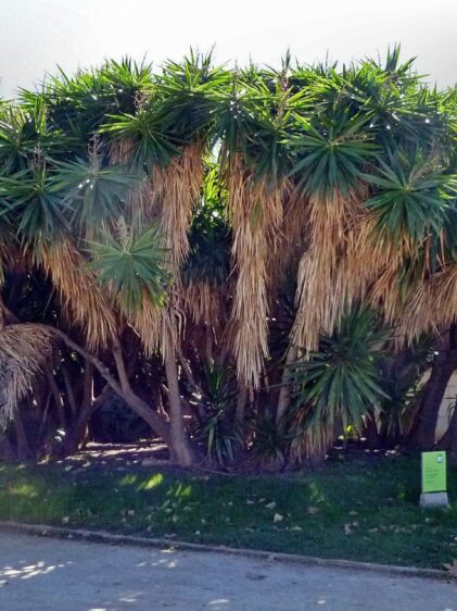 Das Bild zeigt eine große Yucca gigantea Pflanze (auch bekannt als Riesen-Palmlilie), die in einem gepflegten Außenbereich wächst. Die Pflanze hat zahlreiche, dicht beieinander stehende Stämme, die sich nach oben verzweigen und große Büschel schmaler, spitzer Blätter tragen. Die Blätter sind dunkelgrün und schwertartig, während die unteren Teile der Pflanze mit langen, trockenen Blättern bedeckt sind, die herabhängen und eine Art natürlichen Vorhang bilden.