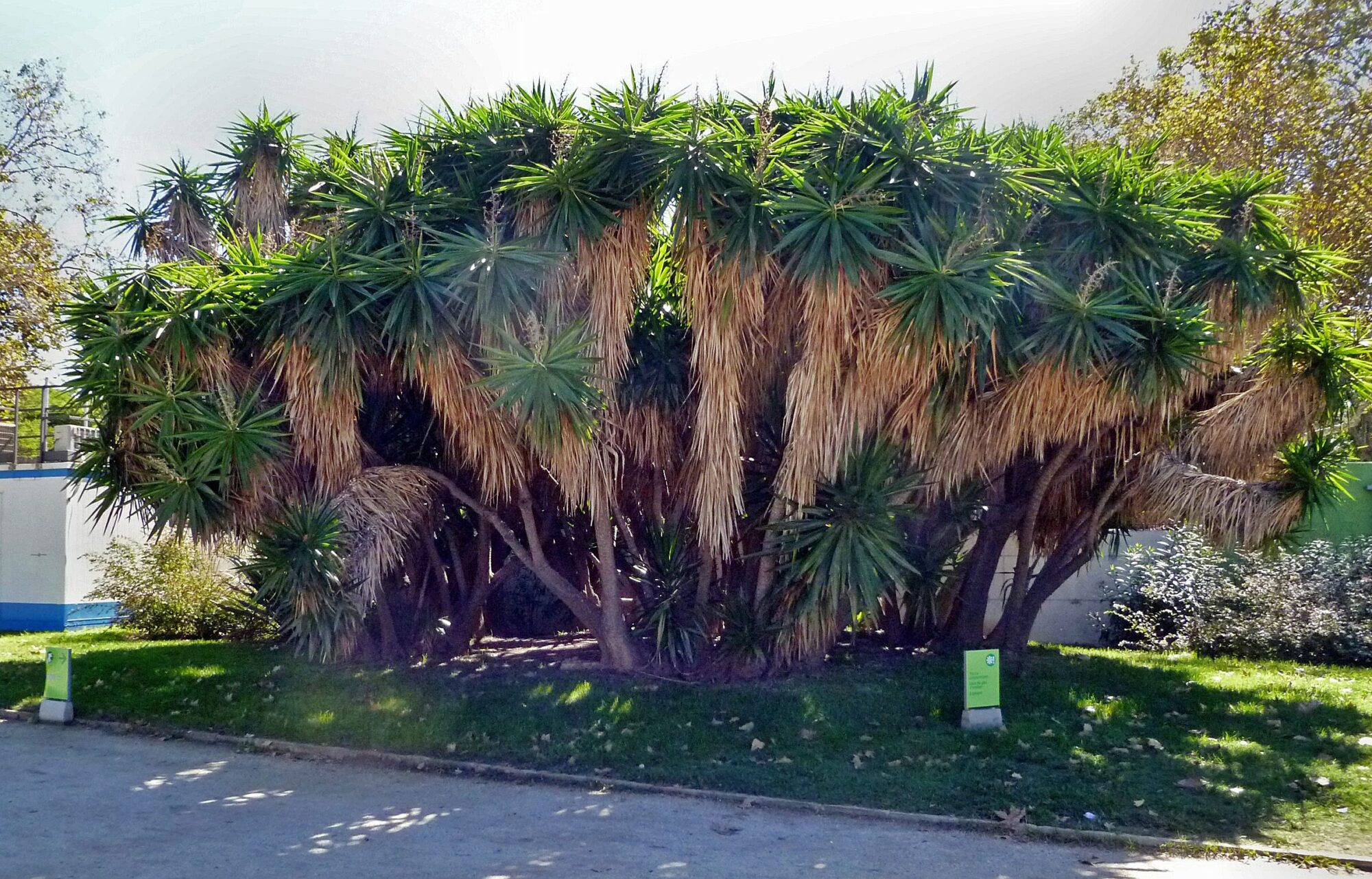 Das Bild zeigt eine große Yucca gigantea Pflanze (auch bekannt als Riesen-Palmlilie), die in einem gepflegten Außenbereich wächst. Die Pflanze hat zahlreiche, dicht beieinander stehende Stämme, die sich nach oben verzweigen und große Büschel schmaler, spitzer Blätter tragen. Die Blätter sind dunkelgrün und schwertartig, während die unteren Teile der Pflanze mit langen, trockenen Blättern bedeckt sind, die herabhängen und eine Art natürlichen Vorhang bilden.