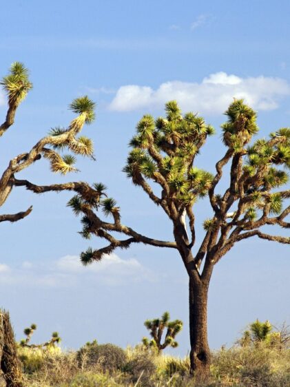 Das Bild zeigt mehrere Joshua-Bäume (Yucca brevifolia) in einer Wüstenlandschaft. Diese markanten Bäume haben dicke, verzweigte Stämme mit einem unregelmäßigen Wachstum und an den Enden der Äste befinden sich dichte Büschel von stacheligen, grünlichen Blättern. Der Himmel ist klar mit ein paar weißen Wolken, und im Hintergrund sind weitere Joshua-Bäume sowie trockene, niedrige Vegetation zu sehen. Die Umgebung ist typisch für eine Wüstenlandschaft mit sandigem Boden und spärlichem Pflanzenbewuchs.