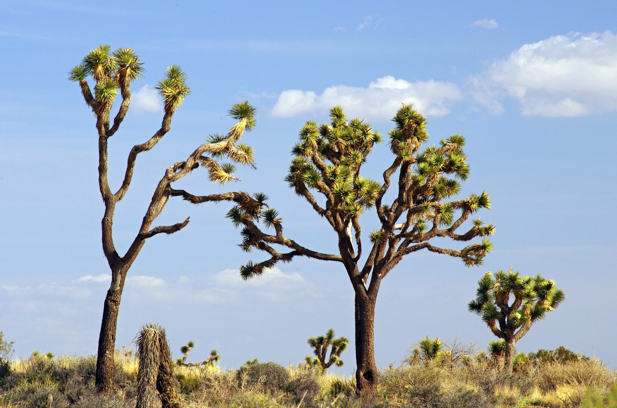 Das Bild zeigt mehrere Joshua-Bäume (Yucca brevifolia) in einer Wüstenlandschaft. Diese markanten Bäume haben dicke, verzweigte Stämme mit einem unregelmäßigen Wachstum und an den Enden der Äste befinden sich dichte Büschel von stacheligen, grünlichen Blättern. Der Himmel ist klar mit ein paar weißen Wolken, und im Hintergrund sind weitere Joshua-Bäume sowie trockene, niedrige Vegetation zu sehen. Die Umgebung ist typisch für eine Wüstenlandschaft mit sandigem Boden und spärlichem Pflanzenbewuchs.