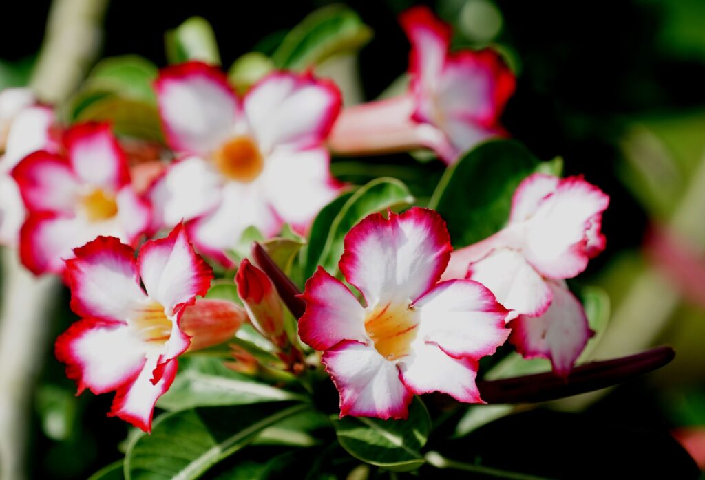 Adenium obesum Das Bild zeigt die Pflanze Adenium obesum, auch bekannt als Wüstenrose. Die Blüten sind überwiegend weiß mit leuchtend roten Rändern und einem gelben Zentrum. Die Blütenblätter sind leicht gewellt und haben einen strahlenden Effekt durch den Farbverlauf von der Mitte zu den Rändern. Die Blätter der Pflanze sind dunkelgrün, glänzend und länglich-oval. Der Hintergrund ist unscharf
