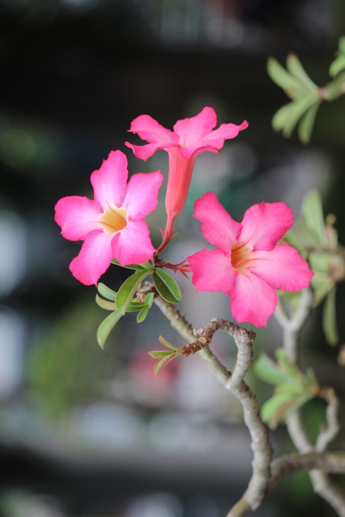 Adenium obesum Das Bild zeigt Adenium obesum, auch bekannt als Wüstenrose. Die Pflanze hat auffällige, leuchtend rosa Blüten mit weißen bis gelben Zentren. Die Blütenblätter sind leicht gewellt und die Blüten wachsen an den Enden der verzweigten Stängel. Die Blätter sind schmal, lanzettlich und glänzend grün. Die Stängel sind dick und leicht verzweigt, typisch für sukkulente Pflanzen, die Wasser speichern können. Der Hintergrund ist unscharf