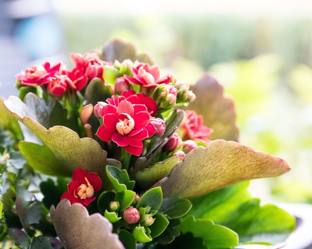 Das Bild zeigt eine Nahaufnahme einer blühenden Kalanchoe blossfeldiana, auch bekannt als Flammendes Kätchen. Die Pflanze trägt zahlreiche kleine, dichte Blütenbüschel in leuchtendem Rot mit leicht rosa getönten Rändern. Die Blüten haben mehrere Blütenblätter und sind in verschiedenen Entwicklungsstadien zu sehen, von Knospen bis zu voll erblühten Blüten. Die Blätter der Pflanze sind dick, fleischig und grün mit einer leicht gewellten, gezackten Kante. Einige Blätter haben eine rötlich-braune Färbung, die wahrscheinlich auf direkte Sonneneinstrahlung zurückzuführen ist. Der Hintergrund ist unscharf
