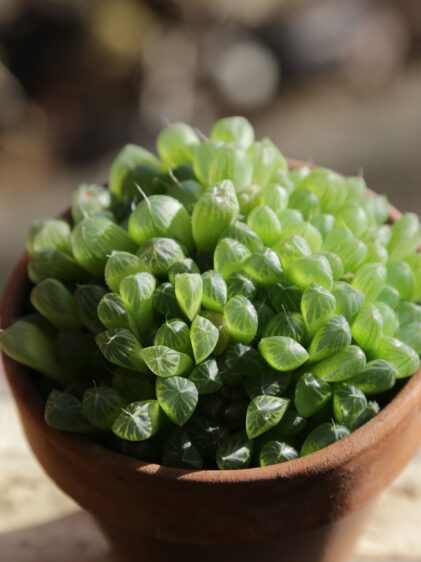 Das Bild zeigt eine Haworthia cooperi, eine sukkulente Pflanze mit prallen, durchscheinenden grünen Blättern, die eine rosettenartige Struktur bilden. Die Pflanze befindet sich in einem kleinen Terrakotta-Topf auf einer hellen Oberfläche, mit einem unscharfen Außenbereich im Hintergrund.