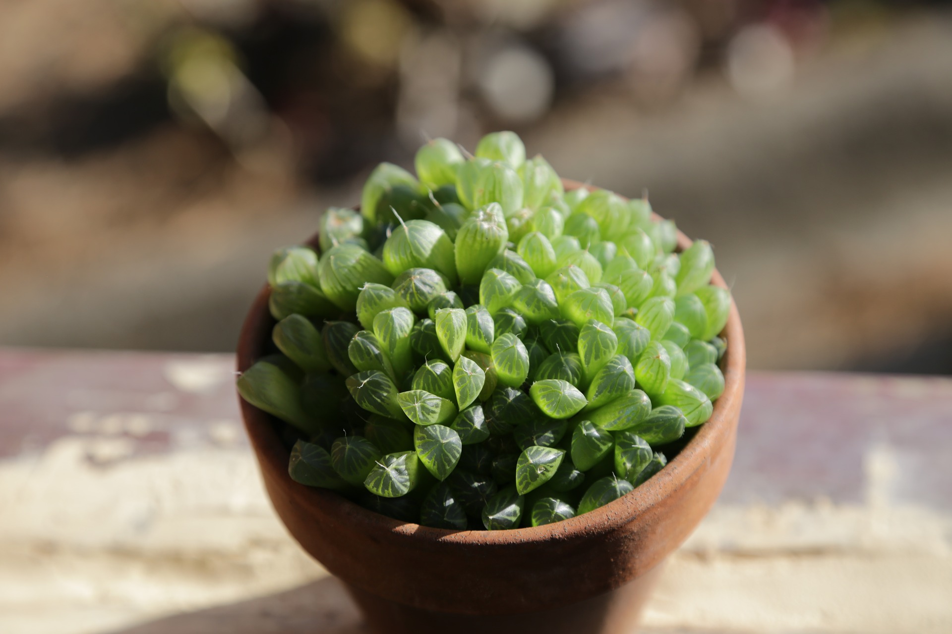 Haworthia cooperi
