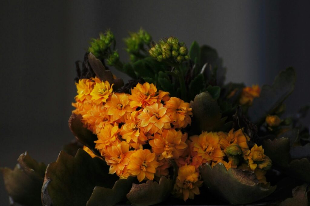 Das Bild zeigt eine Kalanchoe blossfeldiana-Pflanze mit leuchtend orangefarbenen Blüten. Die Blüten sind dicht in Büscheln angeordnet und bestehen aus mehreren Schichten von Blütenblättern. Einige der Blüten sind vollständig geöffnet, während andere noch in verschiedenen Stadien des Aufblühens sind. Die Blätter der Pflanze sind dick, fleischig und haben eine leicht gewellte, gezackte Kante. Einige Blätter zeigen Anzeichen von Austrocknung oder Alterung, was durch die bräunliche Verfärbung und das Schrumpfen der Blattränder sichtbar wird. Der Hintergrund ist dunkel und unscharf
