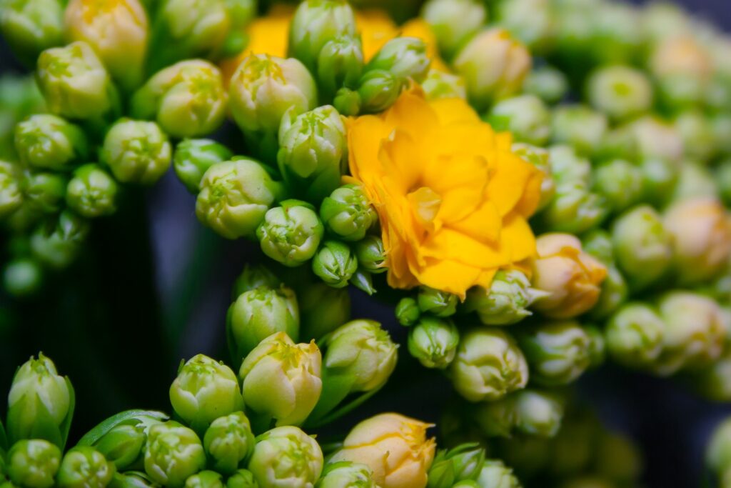 Das Bild zeigt eine Nahaufnahme der Blüten einer Kalanchoe blossfeldiana. Die Blüten sind in dichten Büscheln angeordnet und bestehen aus vielen kleinen, knospenden und teilweise geöffneten Blüten. Einige Blüten sind bereits voll erblüht und zeigen eine leuchtend gelbe Farbe mit mehreren Blütenblättern, während die meisten anderen Blüten noch in einem grün-gelben Knospenstadium sind.