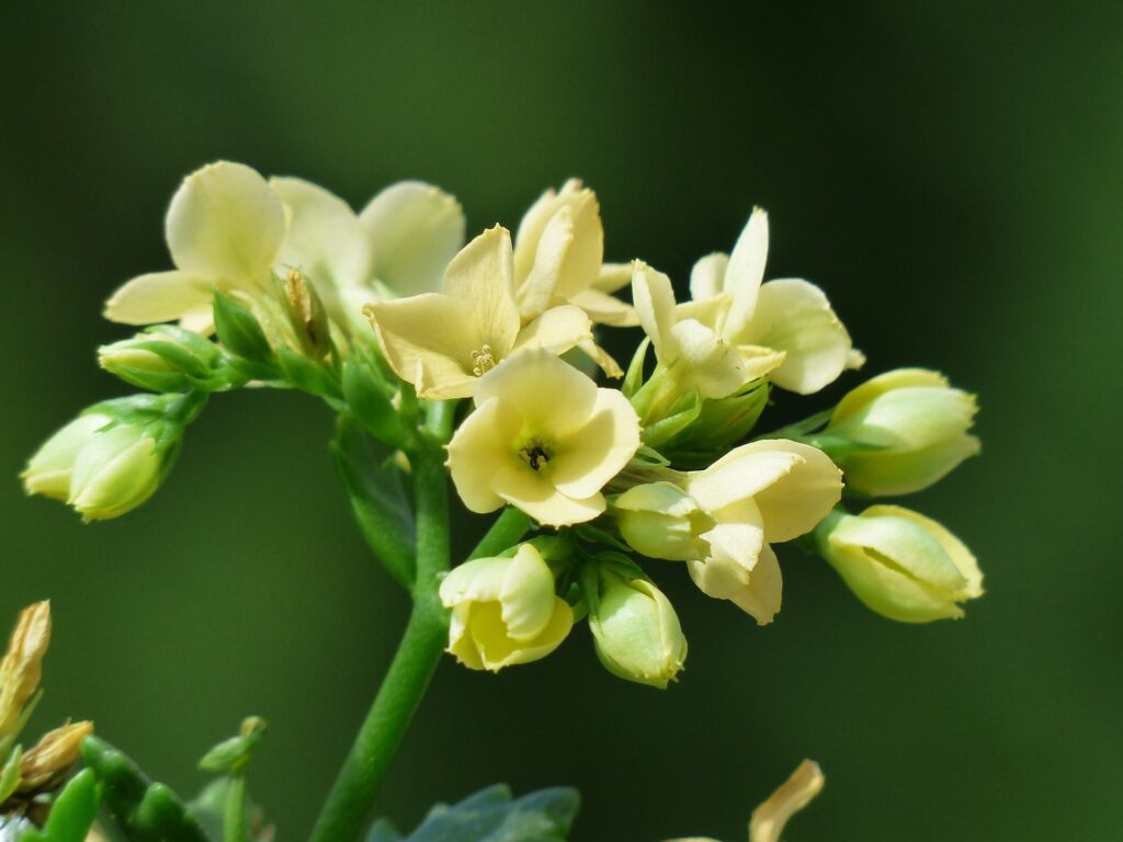 Das Bild zeigt eine Nahaufnahme der Blüten einer Kalanchoe blossfeldiana. Die Blüten sind klein und in dichten Büscheln angeordnet. Sie haben eine zarte, hellgelbe Farbe und bestehen aus vier Blütenblättern, die sich zu einer einfachen, offenen Form entfalten. Einige der Blüten sind noch geschlossen und erscheinen als grüne Knospen. Der Hintergrund ist unscharf und dunkelgrün