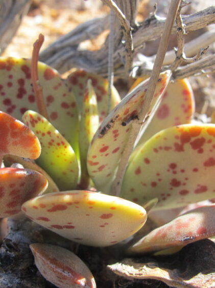Das Bild zeigt eine Adromischus alstonii Pflanze in ihrer natürlichen Umgebung. Die Pflanze hat dicke, fleischige Blätter, die in einem grünlichen Farbton gehalten sind und mit rotbraunen Flecken und Sprenkeln bedeckt sind. Die Blätter haben eine runde, leicht gewölbte Form und scheinen mit einer leicht wachsartigen Oberfläche bedeckt zu sein. Die Pflanze wächst zwischen einigen trockenen, verholzten Ästen, die im Hintergrund zu sehen sind.