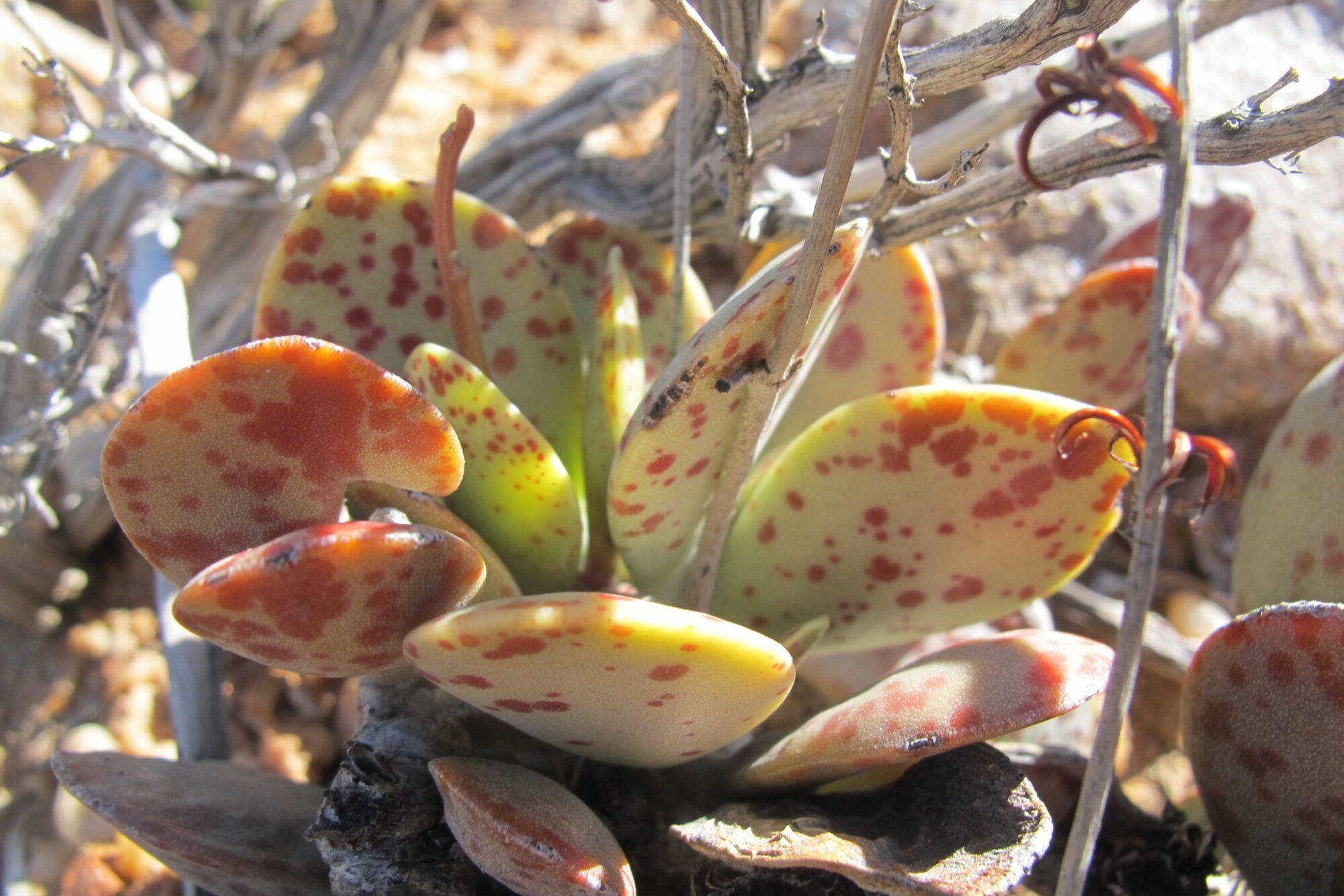 Adromischus alstonii