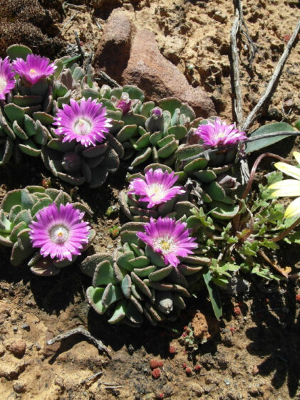 Kleine sukkulente Pflanzen mit dicken, grün-grauen Blättern und leuchtend pinken Blüten wachsen auf trockenem, sandigem Boden neben einer einzelnen gelben Blume
