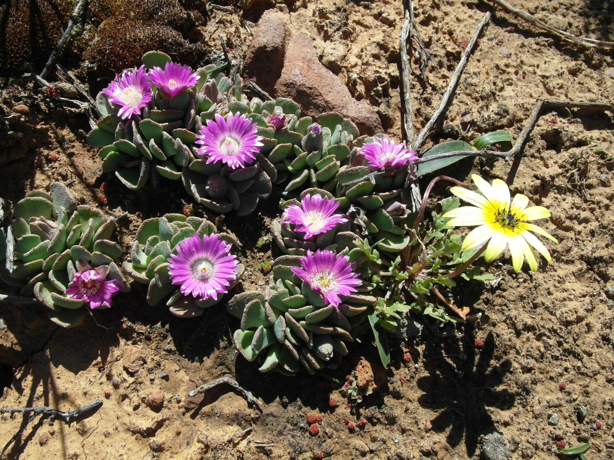 Kleine sukkulente Pflanzen mit dicken, grün-grauen Blättern und leuchtend pinken Blüten wachsen auf trockenem, sandigem Boden neben einer einzelnen gelben Blume