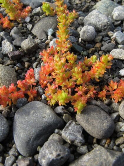 Das Bild zeigt eine Nahaufnahme von Crassula alata, die auf einem kiesigen Boden wächst. Die Pflanze hat leuchtend orange bis rötlich gefärbte Blätter, die in dichten, buschigen Clustern wachsen. Die Blätter sind klein, dick und fleischig, typisch für Sukkulenten, die Wasser speichern. Einige der Blätter zeigen grüne Spitzen, was auf neues Wachstum hinweisen könnte. Die Umgebung besteht aus verschiedenen Größen von grauen und braunen Kieselsteinen