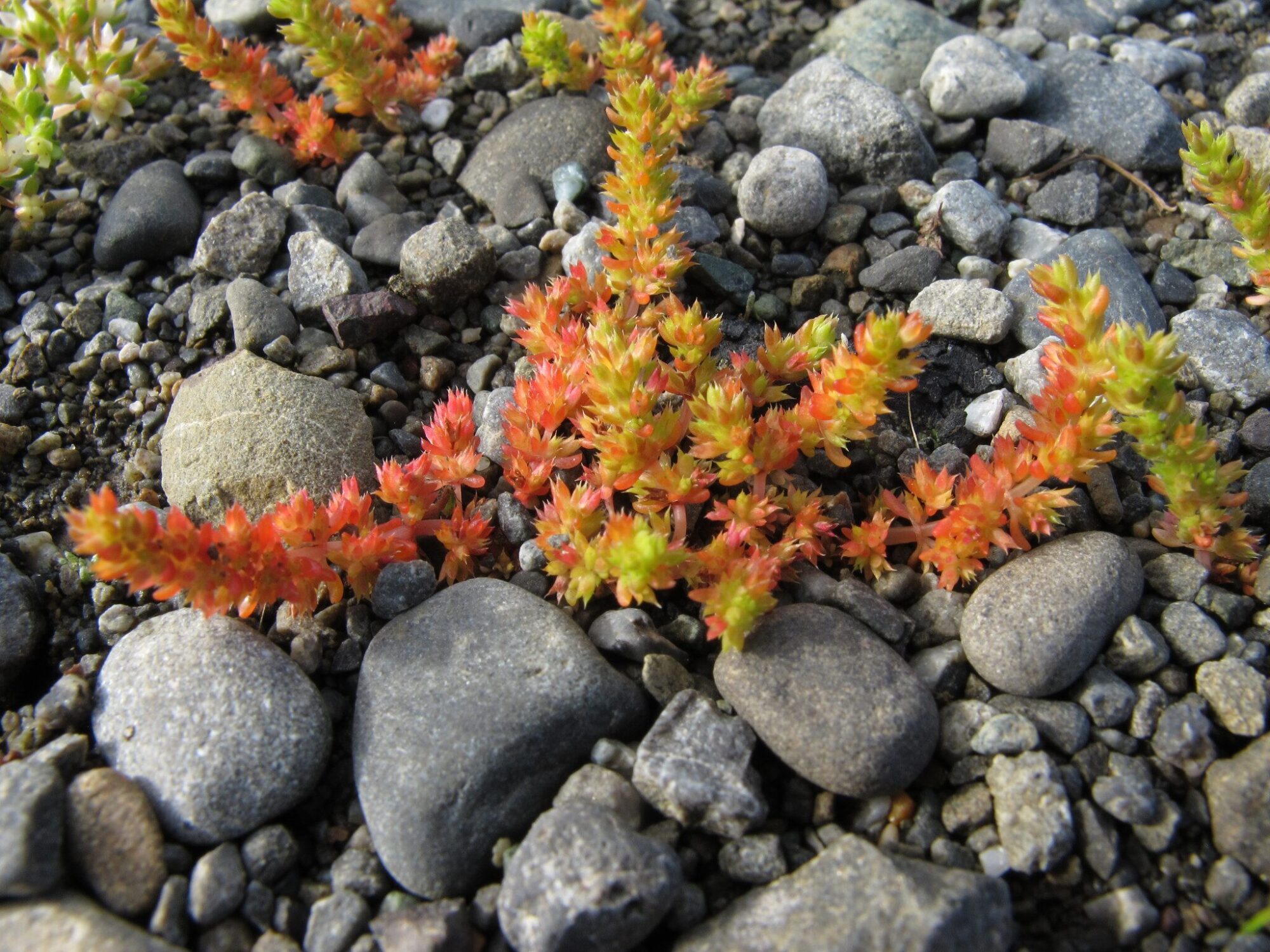 Das Bild zeigt eine Nahaufnahme von Crassula alata, die auf einem kiesigen Boden wächst. Die Pflanze hat leuchtend orange bis rötlich gefärbte Blätter, die in dichten, buschigen Clustern wachsen. Die Blätter sind klein, dick und fleischig, typisch für Sukkulenten, die Wasser speichern. Einige der Blätter zeigen grüne Spitzen, was auf neues Wachstum hinweisen könnte. Die Umgebung besteht aus verschiedenen Größen von grauen und braunen Kieselsteinen