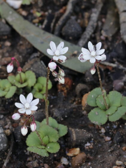 Das Bild zeigt mehrere kleine Crassula capensis Pflanzen, die auf einem steinigen und erdigen Boden wachsen. Jede Pflanze hat eine Rosette aus kleinen, runden, grünen Blättern. Aus den Rosetten erheben sich dünne Stiele, die kleine, weiße Blüten tragen. Einige Blüten sind noch geschlossen und erscheinen rosa-weiß, während andere bereits geöffnet sind und fünf Blütenblätter aufweisen. Im Hintergrund sind verschiedene Bodenstrukturen, Steine und trockenes Pflanzenmaterial zu sehen
