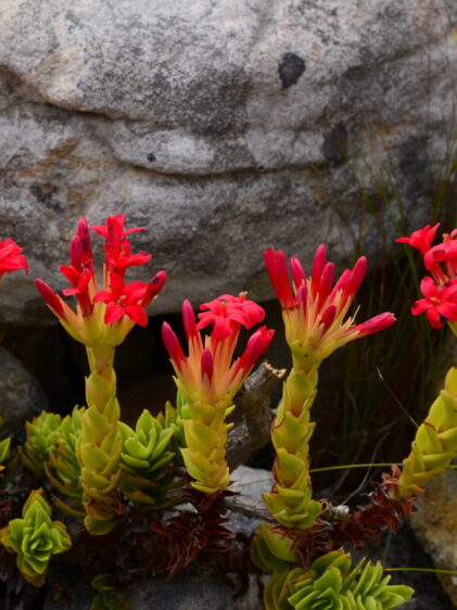 Das Bild zeigt mehrere Crassula coccinea Pflanzen, die zwischen großen, grauen Felsen wachsen. Die Pflanzen haben dicke, aufrechte Stängel, die in lebhaft roten Blütenständen enden. Die Blüten sind sternförmig und in dichten Büscheln angeordnet. Die Stängel sind gelblich-grün und haben unten kleine, fleischige, grüne Blätter, die in Rosetten wachsen. Der Hintergrund besteht aus großen, abgerundeten Felsen und einigen Grashalmen, die die natürliche felsige Umgebung ergänzen