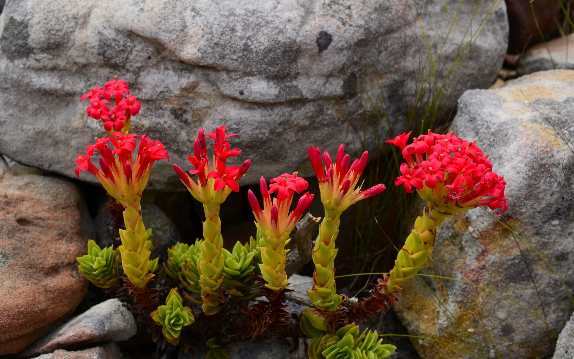 Das Bild zeigt mehrere Crassula coccinea Pflanzen, die zwischen großen, grauen Felsen wachsen. Die Pflanzen haben dicke, aufrechte Stängel, die in lebhaft roten Blütenständen enden. Die Blüten sind sternförmig und in dichten Büscheln angeordnet. Die Stängel sind gelblich-grün und haben unten kleine, fleischige, grüne Blätter, die in Rosetten wachsen. Der Hintergrund besteht aus großen, abgerundeten Felsen und einigen Grashalmen, die die natürliche felsige Umgebung ergänzen