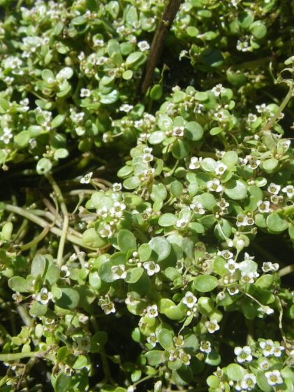 Das Bild zeigt eine Nahaufnahme von Crassula natans. Die Pflanze hat zahlreiche kleine, rundliche Blätter, die dicht beieinander auf dünnen Stängeln wachsen. Die Blätter sind hellgrün und glänzend. Über die Pflanze verteilt sind winzige weiße Blüten mit fünf Blütenblättern und einem dunkleren Zentrum. Die Blüten sind klein und zahlreich. Der Hintergrund ist mit weiteren Pflanzen derselben Art bedeckt, die dicht zusammenwachsen und eine dichte grüne Matte bilden.