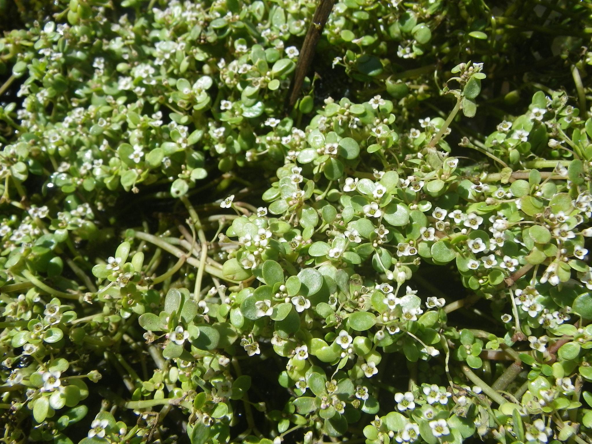 Crassula natans