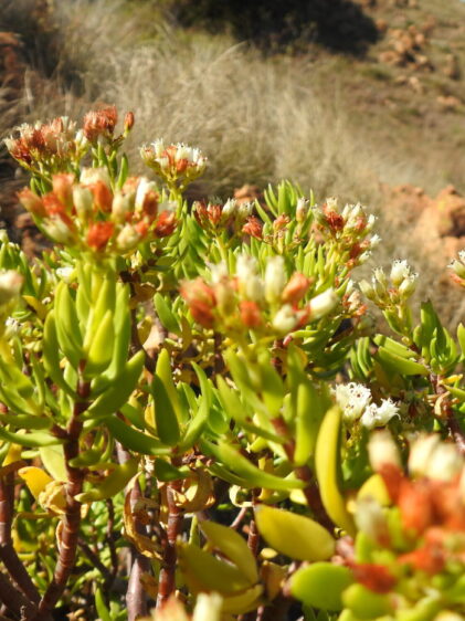 Das Bild zeigt einen dichten Strauch von Crassula sarcocaulis in einer natürlichen Umgebung. Die Pflanze hat zahlreiche, sukkulente, grüne Blätter, die länglich und fleischig sind. Die Blütenstände bestehen aus kleinen, weißen Blüten, von denen einige bereits verblüht und bräunlich geworden sind. Der Hintergrund zeigt eine hügelige Landschaft mit trockener Vegetation und felsigem Terrain