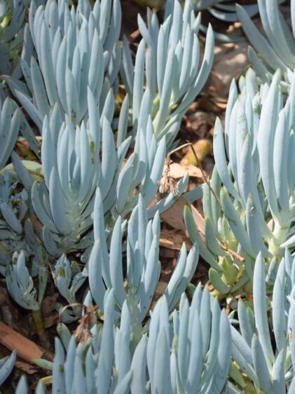 Das Bild zeigt eine Gruppe von Curio repens Pflanzen. Diese sukkulenten Pflanzen haben lange, zylindrische Blätter, die eine bläulich-grüne Farbe aufweisen und dicht beieinander wachsen. Die Blätter stehen aufrecht und sind nach oben gerichtet, was der Pflanze ein kaktusartiges Aussehen verleiht. Die Bodenbedeckung um die Pflanze herum scheint aus trockenen Blättern und Zweigen zu bestehen