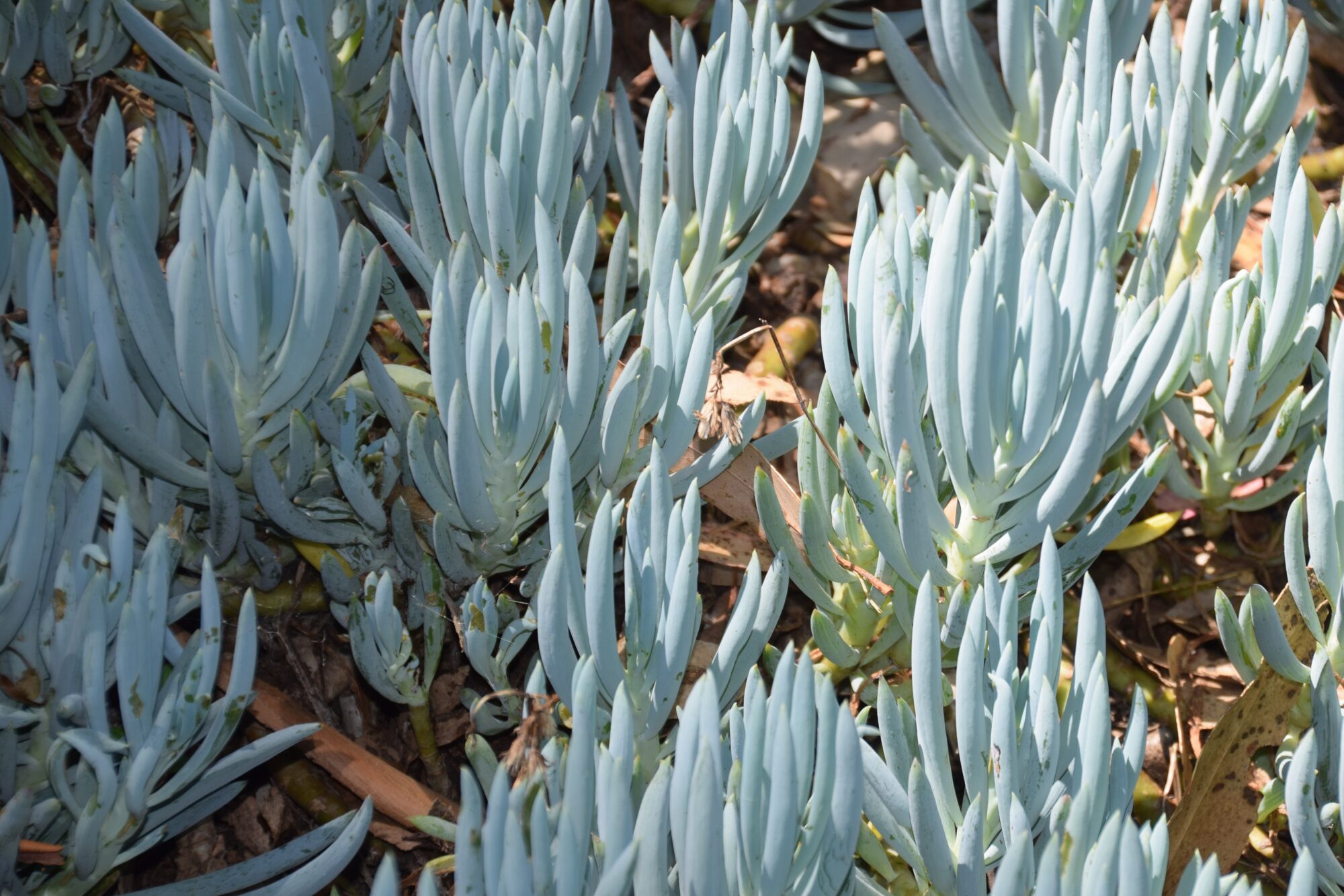 Curio repens