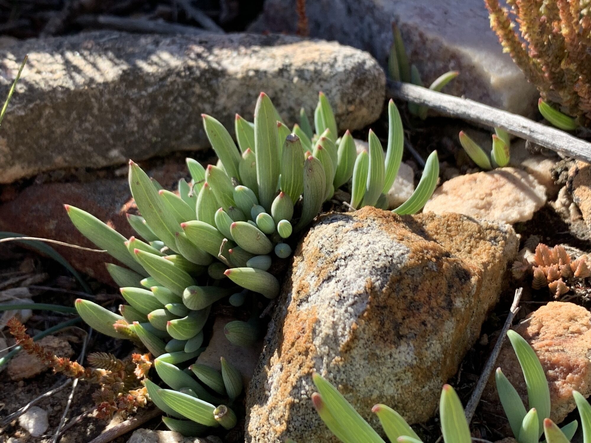Curio talinoides