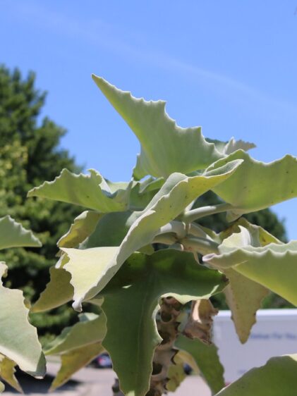 Das Bild zeigt eine Kalanchoe beharensis, eine sukkulente Pflanze mit großen, fleischigen Blättern. Die Blätter haben eine ungewöhnliche Form, sind dreieckig und an den Rändern leicht gewellt. Sie haben eine hellgrüne bis silbrig-graue Färbung und sind mit einer samtigen Oberfläche bedeckt. Im Hintergrund ist ein klarer blauer Himmel zu sehen
