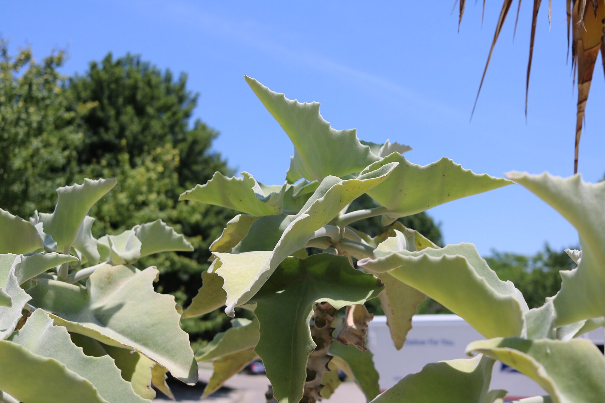 Das Bild zeigt eine Kalanchoe beharensis, eine sukkulente Pflanze mit großen, fleischigen Blättern. Die Blätter haben eine ungewöhnliche Form, sind dreieckig und an den Rändern leicht gewellt. Sie haben eine hellgrüne bis silbrig-graue Färbung und sind mit einer samtigen Oberfläche bedeckt. Im Hintergrund ist ein klarer blauer Himmel zu sehen