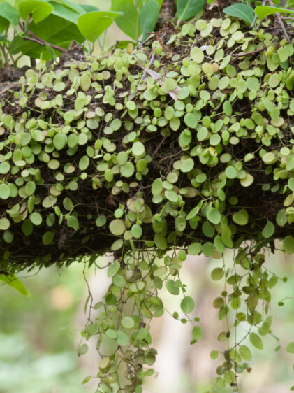 Das Bild zeigt eine Peperomia rotundifolia-Pflanze, die über einen Ast wächst. Die Pflanze hat viele kleine, runde, grüne Blätter, die in dichten Clustern entlang der Länge des Astes wachsen. Die Blätter hängen in mehreren Strängen herunter, was der Pflanze ein kaskadenartiges Aussehen verleiht. Der Ast scheint teilweise von Moos oder anderen organischen Materialien bedeckt zu sein.