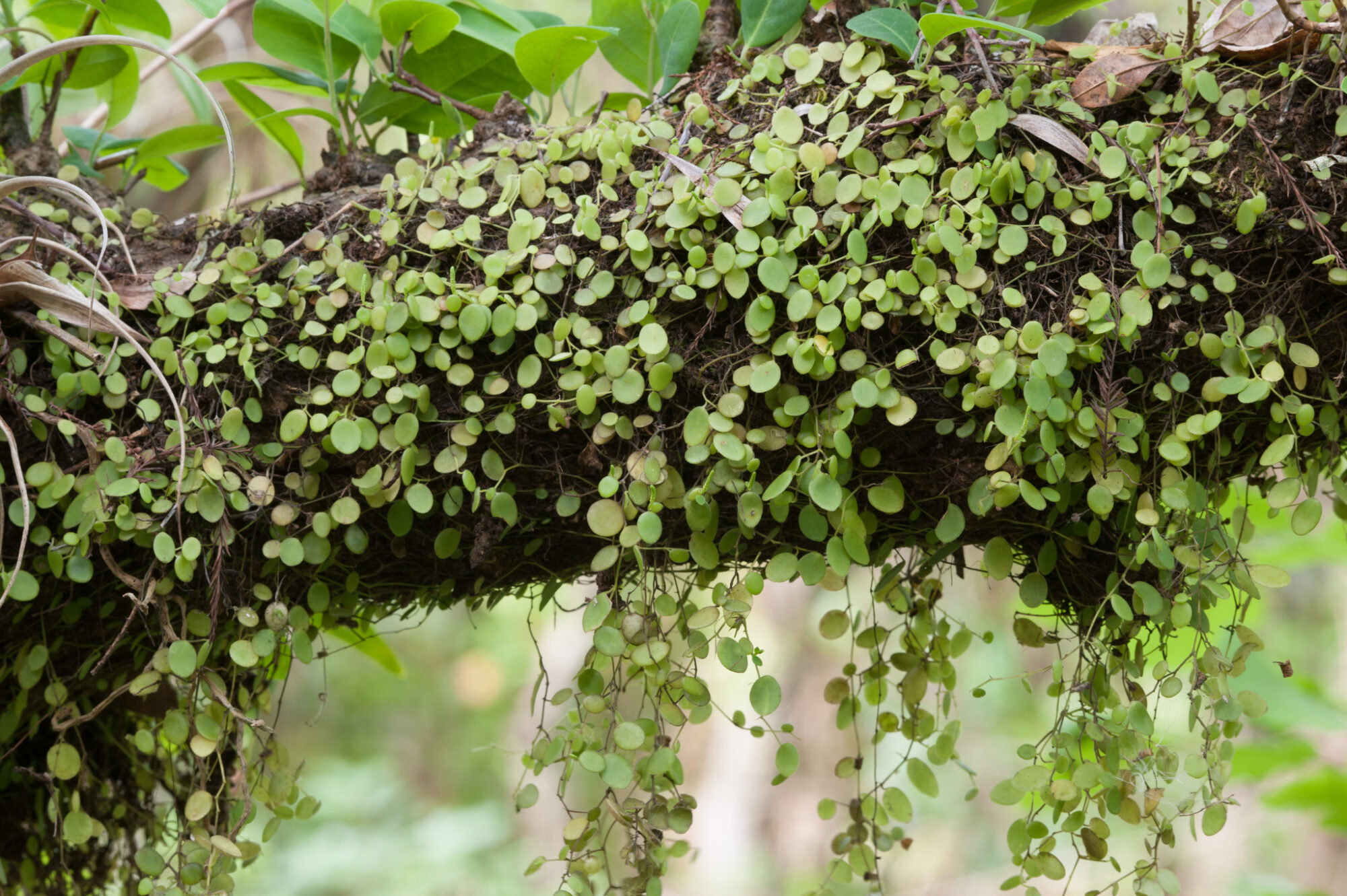 Peperomia rotundifolia Das Bild zeigt eine Peperomia rotundifolia-Pflanze, die über einen Ast wächst. Die Pflanze hat viele kleine, runde, grüne Blätter, die in dichten Clustern entlang der Länge des Astes wachsen. Die Blätter hängen in mehreren Strängen herunter, was der Pflanze ein kaskadenartiges Aussehen verleiht. Der Ast scheint teilweise von Moos oder anderen organischen Materialien bedeckt zu sein.