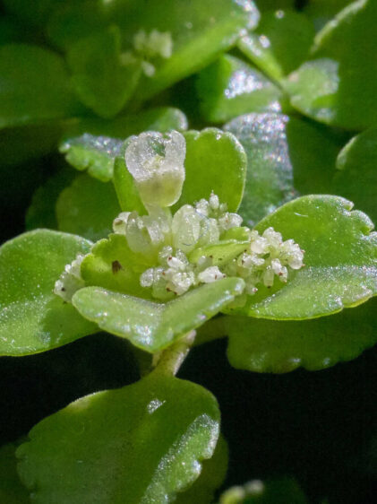 Das Bild zeigt eine Nahaufnahme der Pilea depressa, einer kleinen, kriechenden Pflanze mit zarten, rundlichen Blättern. Die Blätter sind leuchtend grün und weisen eine leicht glänzende Oberfläche auf. Im Zentrum des Bildes befindet sich eine kleine, unauffällige Blüte, die aus der Mitte der Blattrosette herausragt. Die Blüte ist weißlich und sehr klein, umgeben von winzigen, körnigen Strukturen, die wie Staubgefäße aussehen. Die Blätter der Pflanze sind dicht angeordnet und überlappen sich leicht, was der Pflanze ein kompaktes und buschiges Aussehen verleiht.