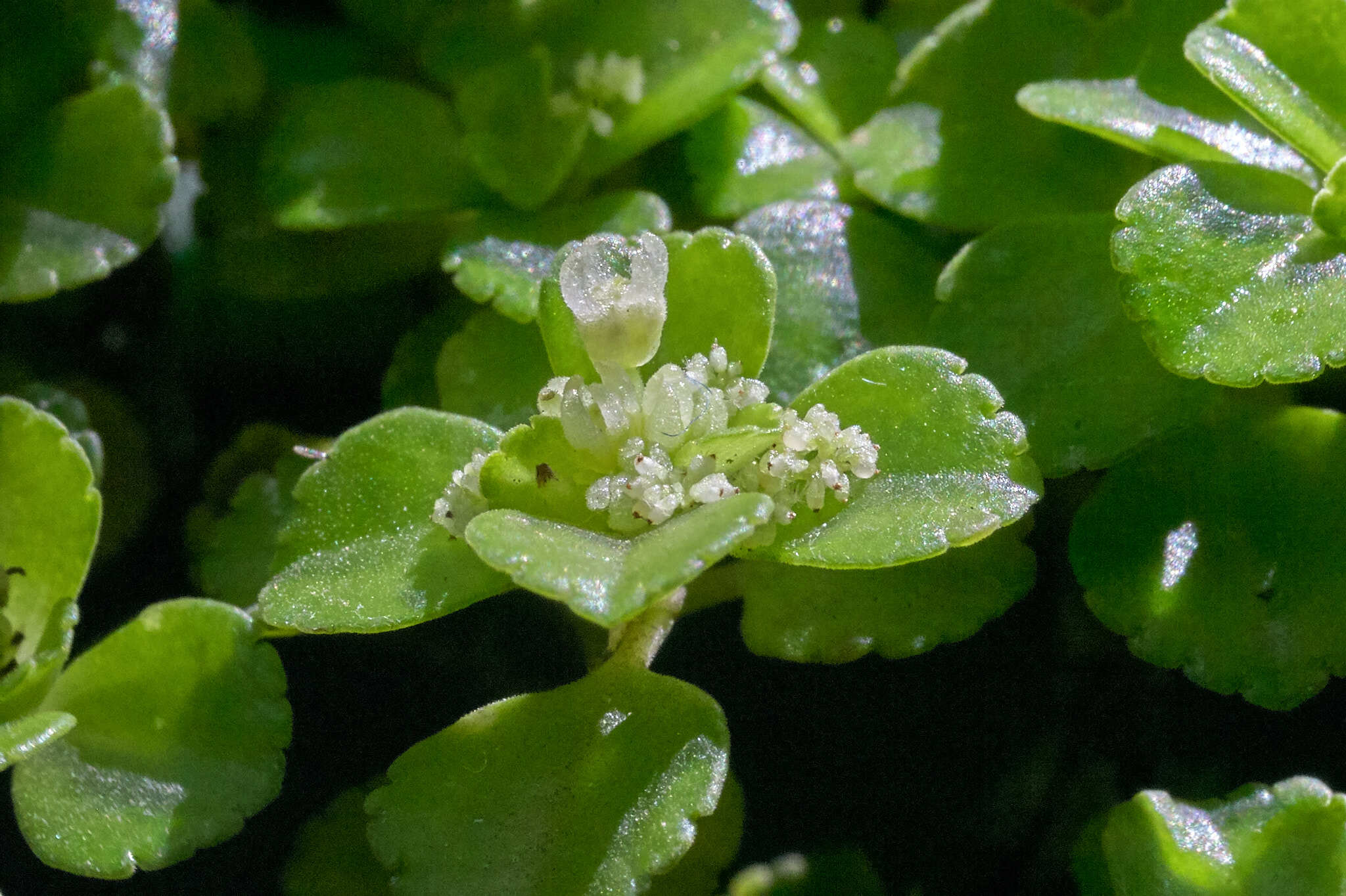 Das Bild zeigt eine Nahaufnahme der Pilea depressa, einer kleinen, kriechenden Pflanze mit zarten, rundlichen Blättern. Die Blätter sind leuchtend grün und weisen eine leicht glänzende Oberfläche auf. Im Zentrum des Bildes befindet sich eine kleine, unauffällige Blüte, die aus der Mitte der Blattrosette herausragt. Die Blüte ist weißlich und sehr klein, umgeben von winzigen, körnigen Strukturen, die wie Staubgefäße aussehen. Die Blätter der Pflanze sind dicht angeordnet und überlappen sich leicht, was der Pflanze ein kompaktes und buschiges Aussehen verleiht.