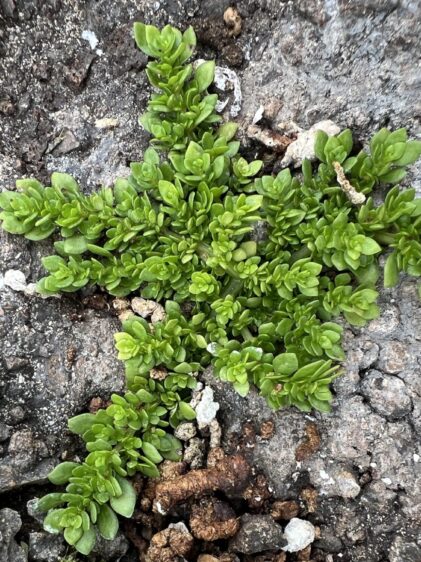 Das Bild zeigt eine Pilea microphylla, die in einem sternförmigen Muster auf felsigem Untergrund wächst. Die Pflanze hat kleine, dichte, grüne Blätter, die sich in einer symmetrischen Anordnung ausbreiten und einen sternartigen Effekt erzeugen. Die Blätter sind fleischig und typisch für sukkulente Pflanzen. Der felsige Boden, auf dem die Pflanze wächst, ist uneben und zeigt Anzeichen von Verwitterung