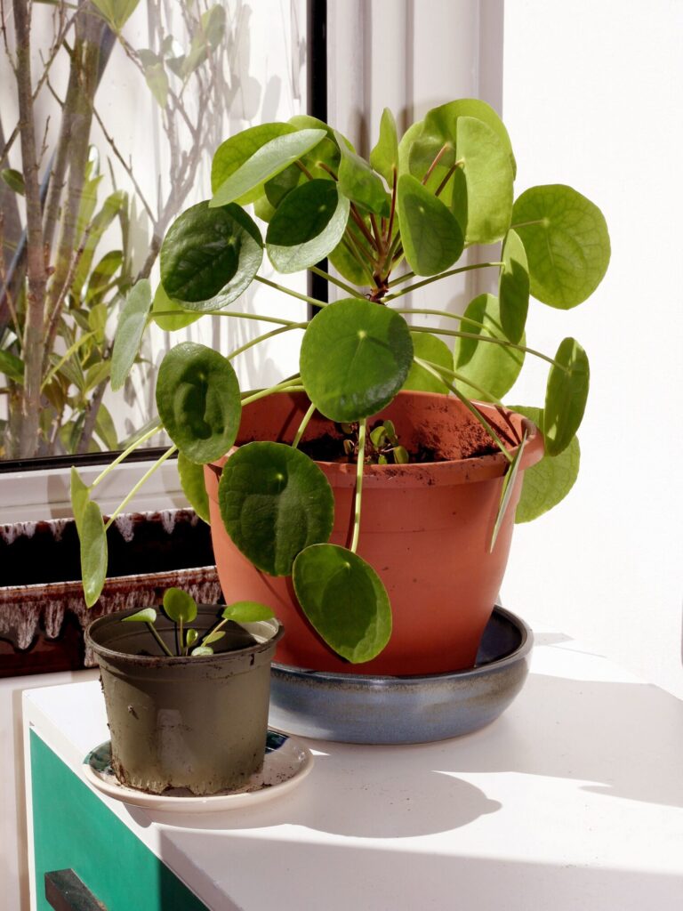 Pilea peperomioides Das Bild zeigt eine Pilea peperomioides, die in einem Terrakotta-Topf auf einem Untersetzer steht. Die Pflanze hat charakteristisch runde, grüne Blätter, die an langen, dünnen Stielen befestigt sind und gleichmäßig in alle Richtungen vom Zentrum der Pflanze ausstrahlen. Neben der großen Pflanze steht ein kleinerer Plastiktopf, der ebenfalls eine junge Pilea-Pflanze mit weniger Blättern enthält. Beide Töpfe stehen auf einem weißen Tisch, der in einem hell beleuchteten Raum oder an einem sonnigen Fensterplatz steht. Im Hintergrund ist ein Fenster