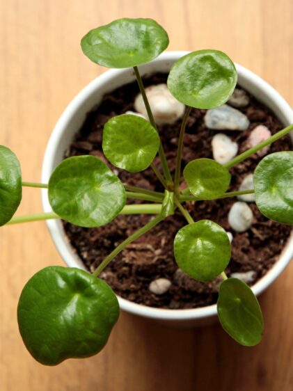 Das Bild zeigt eine Pilea peperomioides. Diese Zimmerpflanze ist in einem weißen Topf eingepflanzt, der auf einer Holzoberfläche steht. Die Pflanze hat runde, glänzende, grüne Blätter, die an langen, dünnen Stielen wachsen und sich radial vom Zentrum der Pflanze ausbreiten. Der Boden im Topf ist mit einigen kleinen Steinen dekoriert.