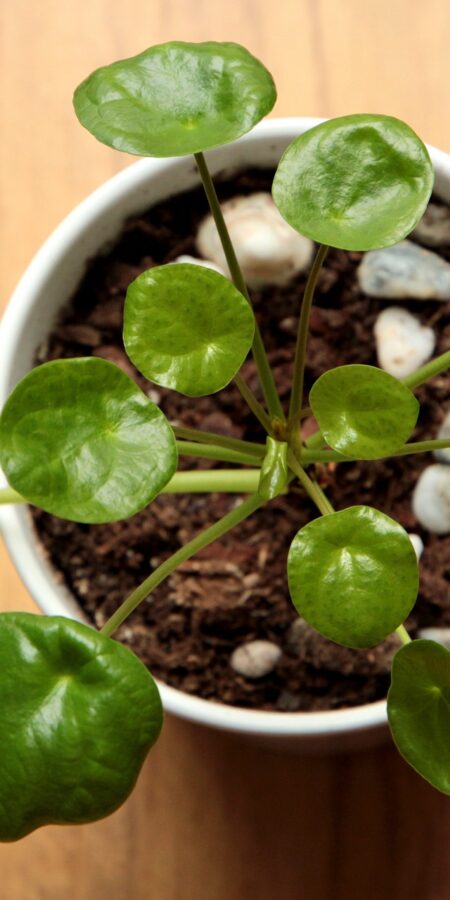 Pilea peperomioides | Merkmale, Pflege & Vermehrung