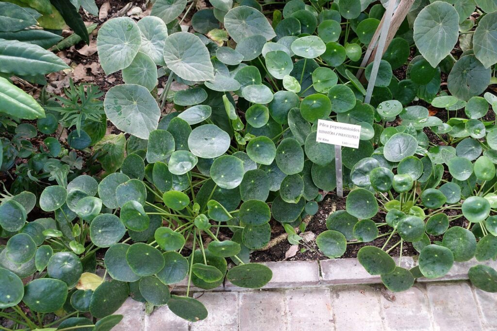 Pilea peperomioides Das Bild zeigt eine Gruppe von Pilea peperomioides-Pflanzen, die in einem botanischen Garten wachsen. Die Pflanzen sind dicht beieinander gepflanzt und haben ihre charakteristischen runden, dunkelgrünen Blätter, die gleichmäßig verteilt sind. Einige der Blätter zeigen Wassertropfen. Es gibt auch ein Schild in der Mitte des Bildes, auf dem der botanische Name "Pilea peperomioides" angegeben ist, zusammen mit zusätzlichen Informationen wie dem Herkunftsland China. Die Pflanzen wachsen in einer erdigen Umgebung, die von einem gemauerten Weg oder einer Einfassung umgeben ist.