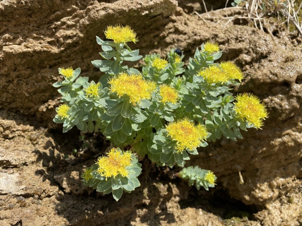 Rhodiola rosea Das Bild zeigt eine Rhodiola rosea-Pflanze, auch bekannt als Rosenwurz, die in einer felsigen Umgebung wächst. Die Pflanze hat dichte, leuchtend gelbe Blüten, die in einem dichten Blütenstand an den Spitzen der Stängel sitzen. Die Blätter sind dick, fleischig und leicht blaugrün. Die Pflanze wächst direkt aus den Ritzen im Fels