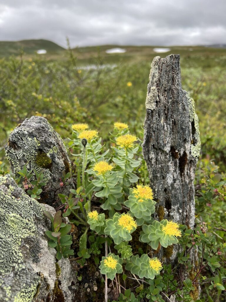 Rhodiola rosea Das Bild zeigt eine Rhodiola rosea-Pflanze, die in einer rauen, felsigen Landschaft wächst. Die Pflanze ist in der Nähe von moosbewachsenen Felsen positioniert, die reich an Flechten sind. Die Rhodiola rosea trägt leuchtend gelbe Blüten, die in dichten Blütenständen angeordnet sind. Die Umgebung ist grün und hügelig, mit einem bewölkten Himmel im Hintergrund